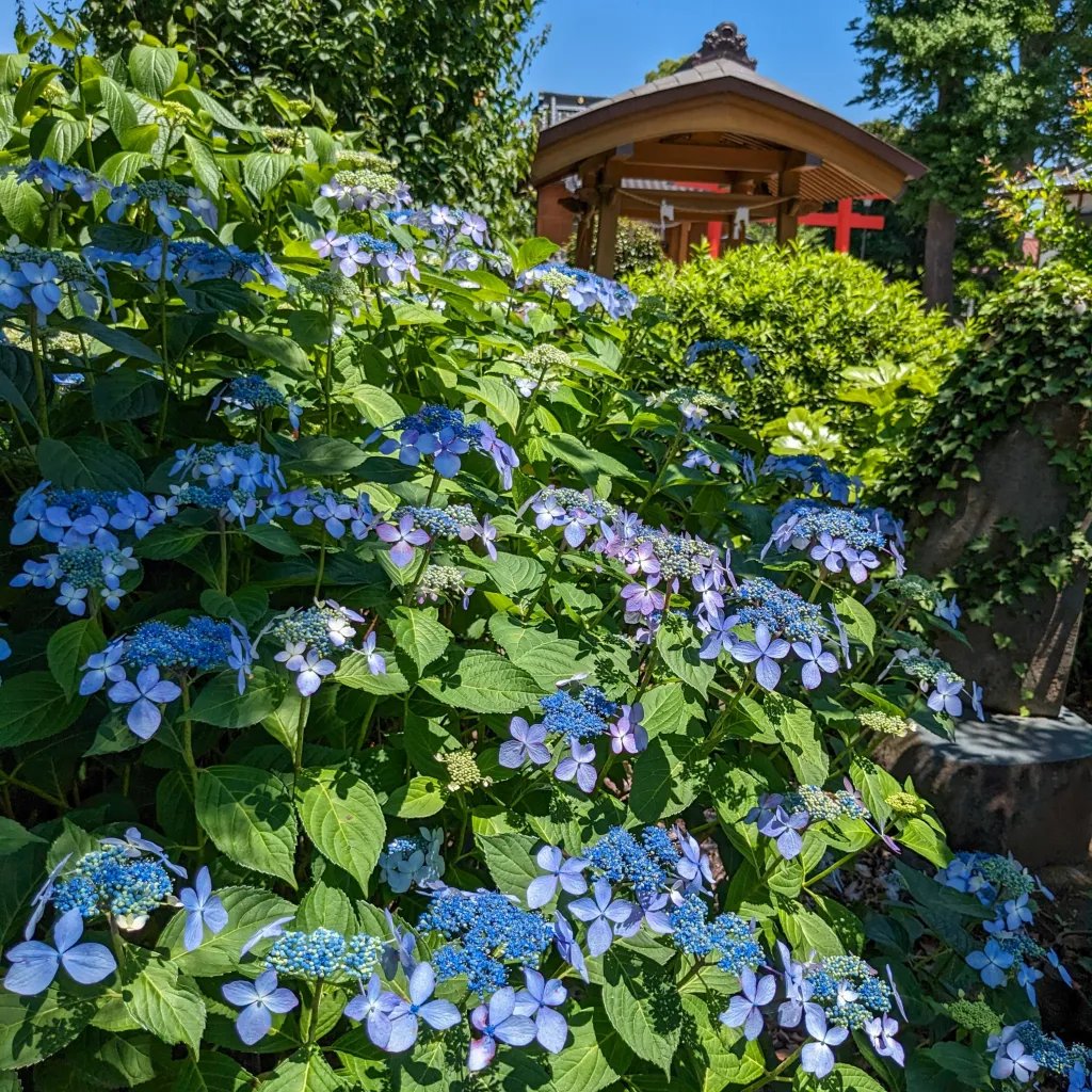⛩️ 아스와 신사 (足羽神社) 이미지 8